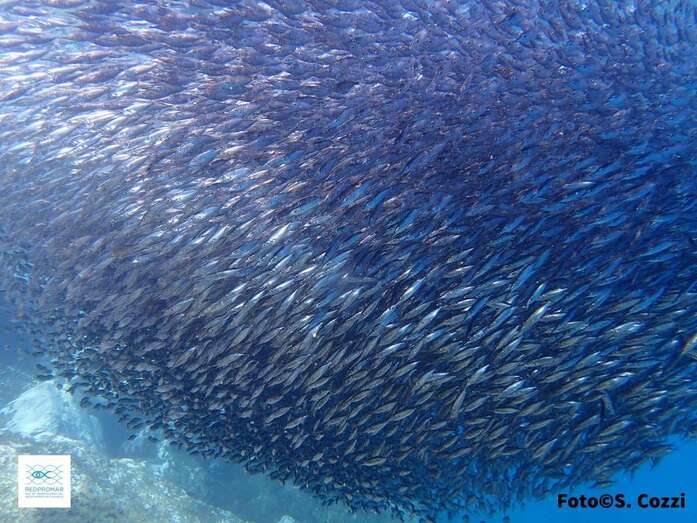 Bandada de trompeteros (Foto TA)